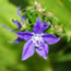 Campanula americana